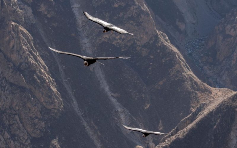 Tour Valle del Colca
