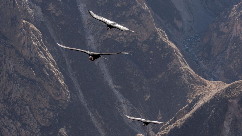 Tour Valle del Colca