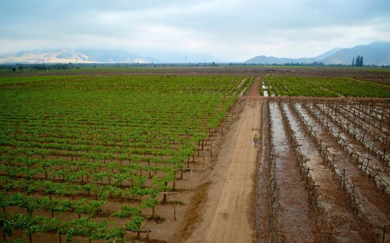 Ruta del Pisco: Las Mejores Bodegas en Perú