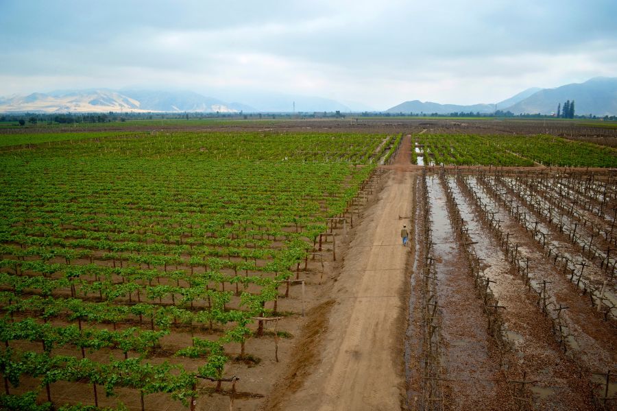 Ruta del Pisco: Las Mejores Bodegas en Perú