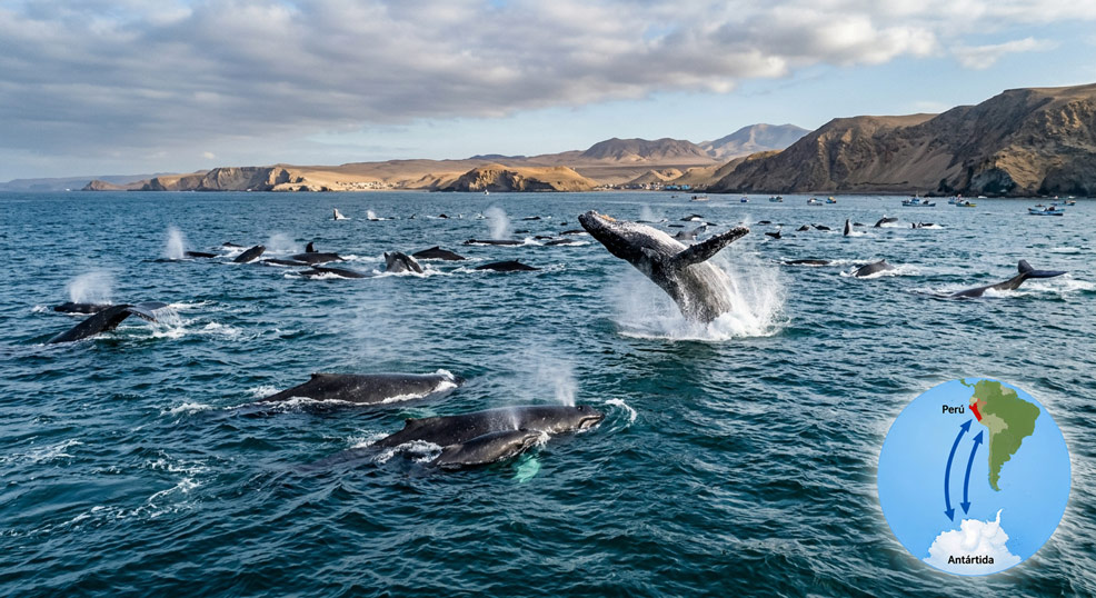 De julio a octubre - Miles de ballenas jorobadas migran desde la Antártida para dar a luz en aguas peruanas