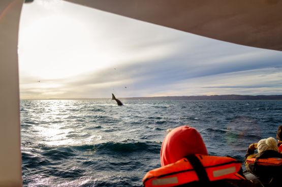 Qué ver en Puerto Madryn