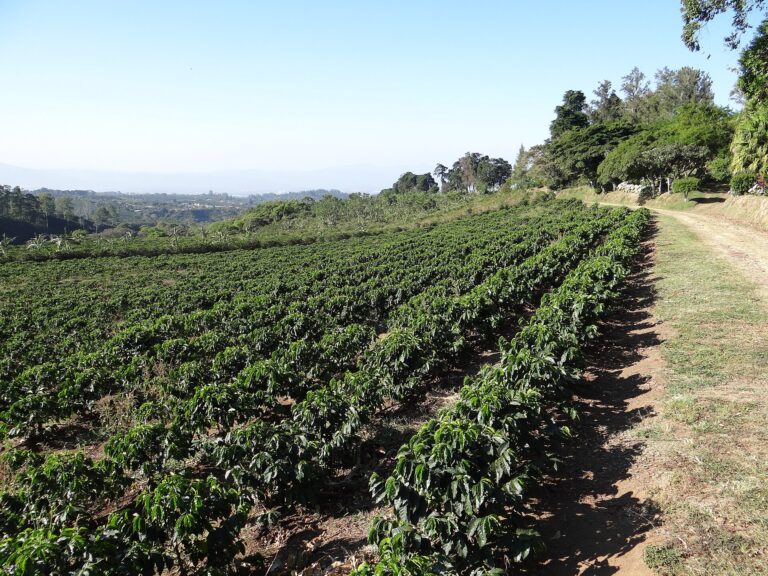 Valle Central y Aromas de Café