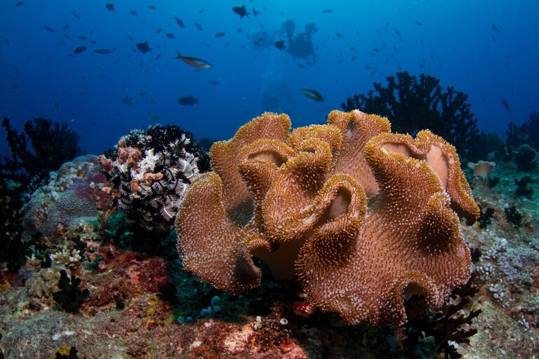 Buceo y relax
