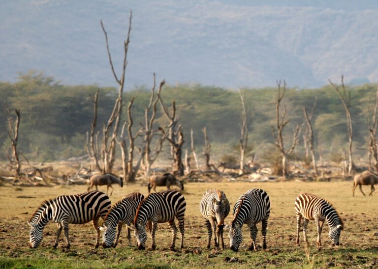 Lago Manyara, leones trepadores