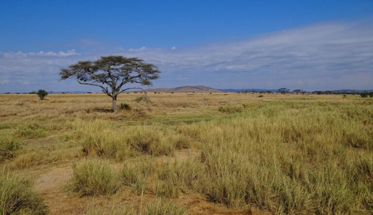 Serengeti central