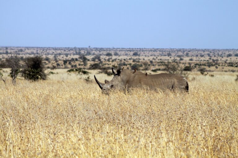 Conexión con la Tierra y Caminata Guiada