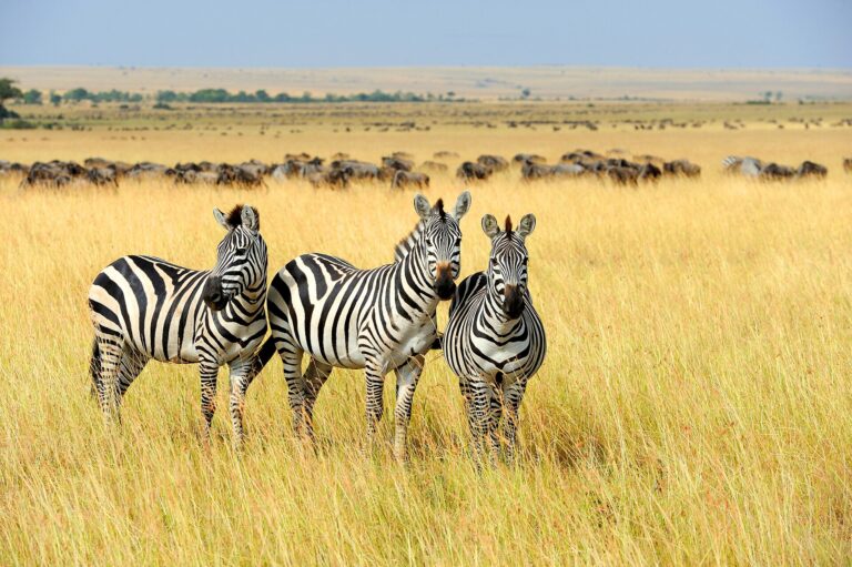 El Salto al Gran Ecosistema del Masai Mara