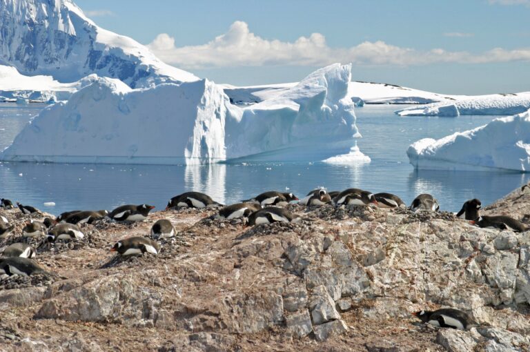 Isla Cuverville y Puerto Lockroy