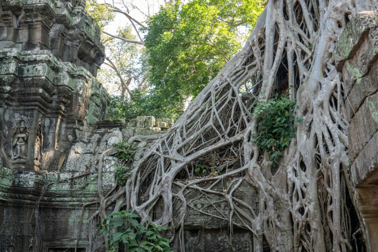 Ta Prohm y la Selva Dominante