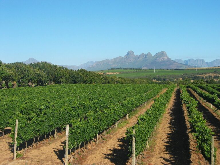 La Ruta de los Viñedos y el Arte del Vino