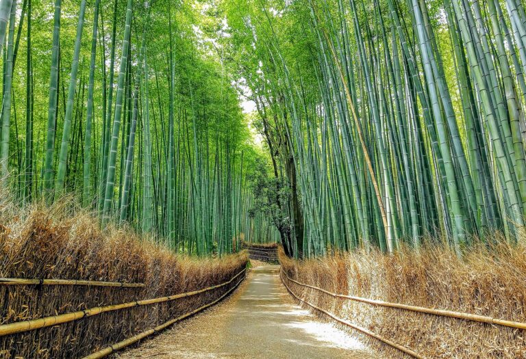 Bosques de Bambú y el Espíritu de Arashiyama