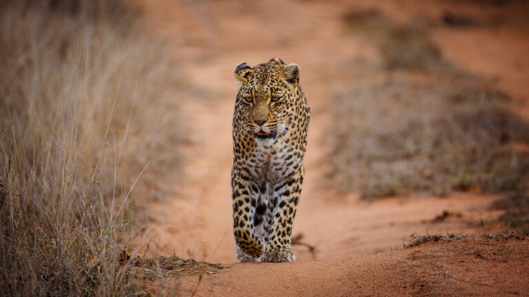El Despertar de la Sabana y el Rastro del Leopardo