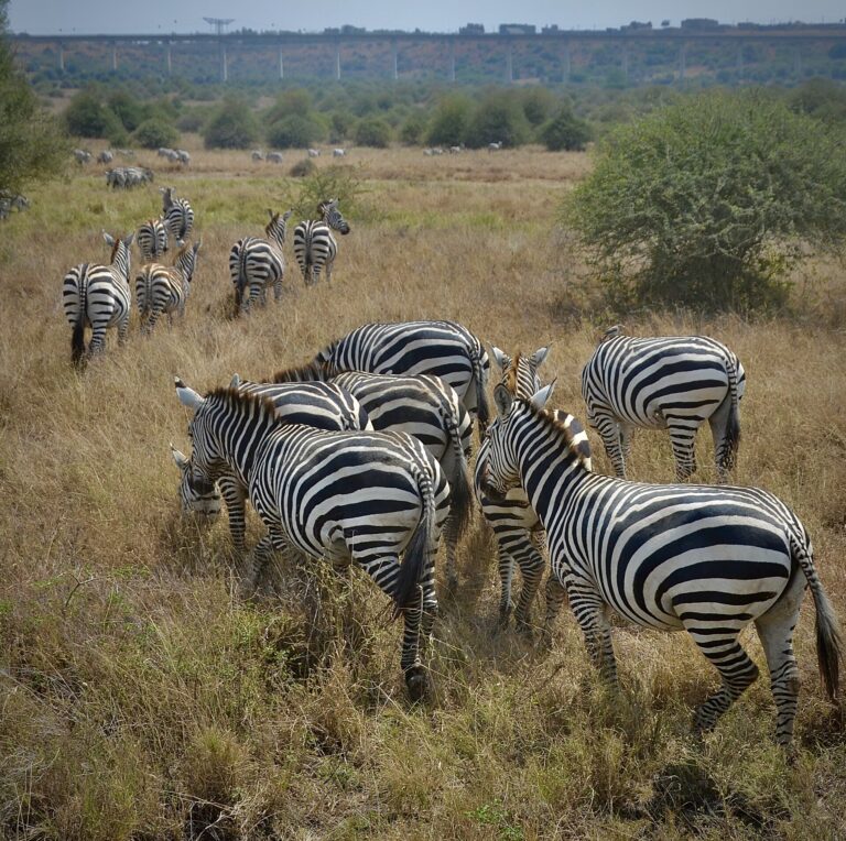 Despedida del Cielo Africano