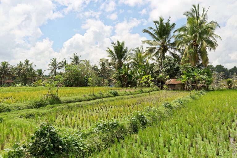 Llegada al Corazón Espiritual de Ubud
