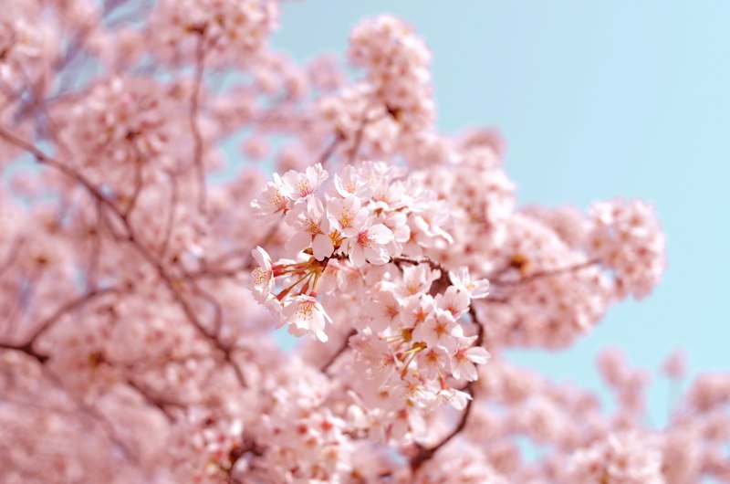 Japón en Flor